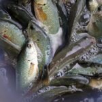 Fresh River - Climbing Perch